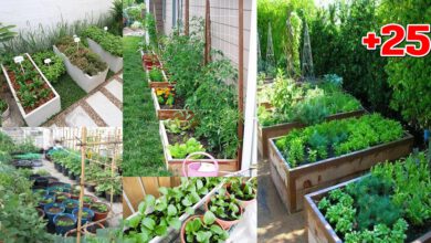 Photo of ไ อเดีย “แปลงผักข้างบ้าน”เปลี่ยนทางเดินแคบๆเป็นสวนกินได้